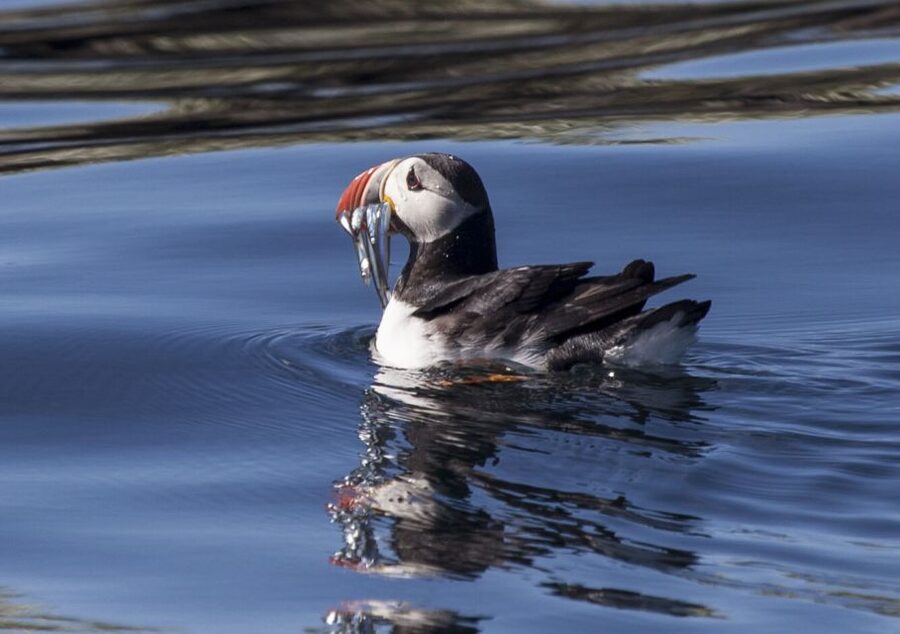 Reykjavik: Puffin Watching Tour by RIB Speedboat - Watching puffins without expecting a perfect photograph