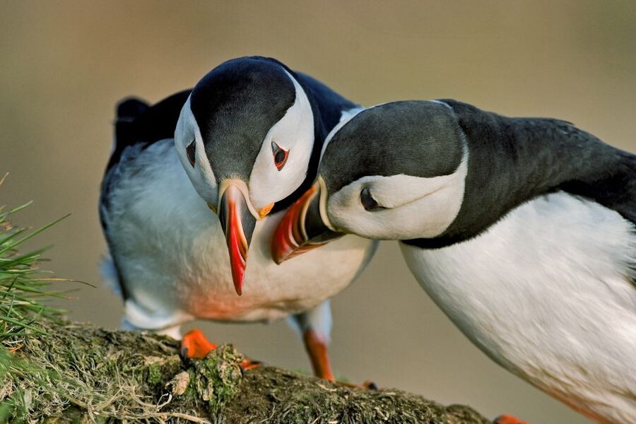 Reykjavik: Puffin Watching Tour by RIB Speedboat - Should you book this puffin tour?