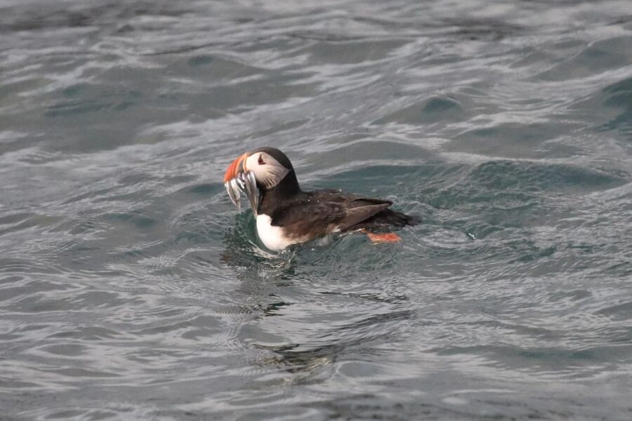 Reykjavík: RIB Speed-Boat Puffin Watching Tour - Key points to know before booking