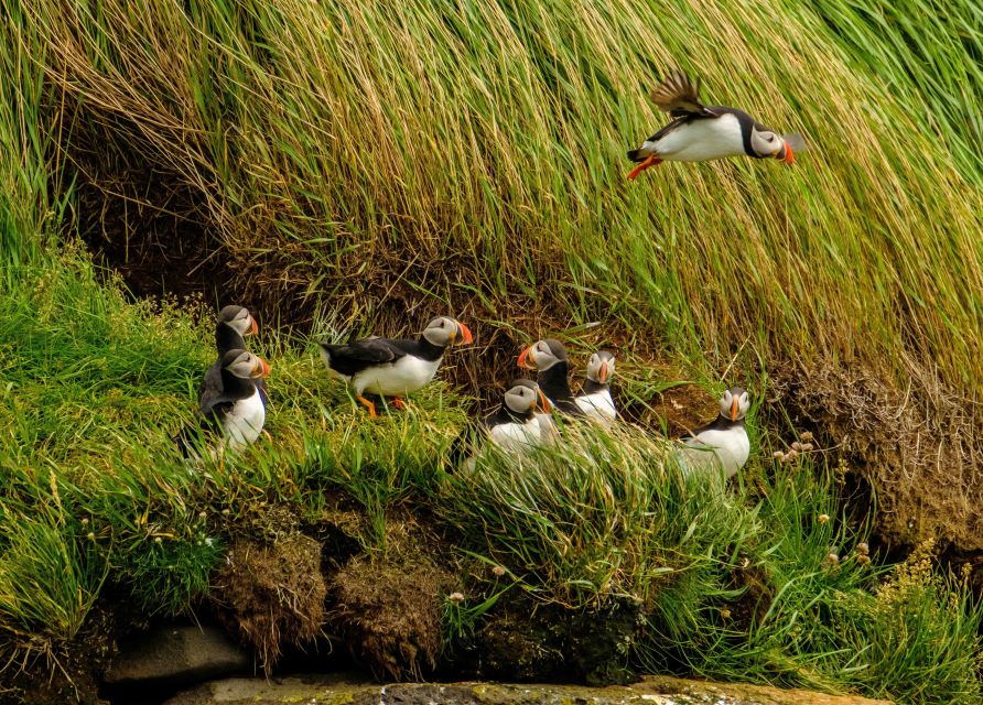 Reykjavík: RIB Speed-Boat Puffin Watching Tour - Why this short puffin trip works in Reykjavík