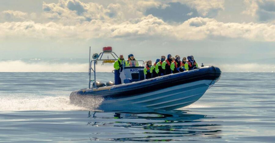 Reykjavík: RIB Speed-Boat Puffin Watching Tour - What the puffin viewing is really like
