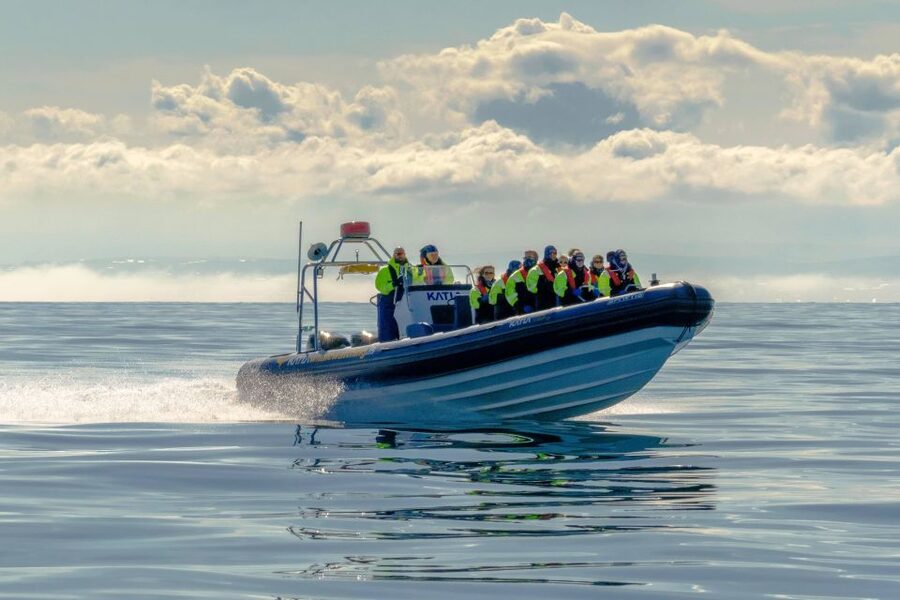 Reykjavík: RIB Speed-Boat Puffin Watching Tour - How much value do you get for $81?