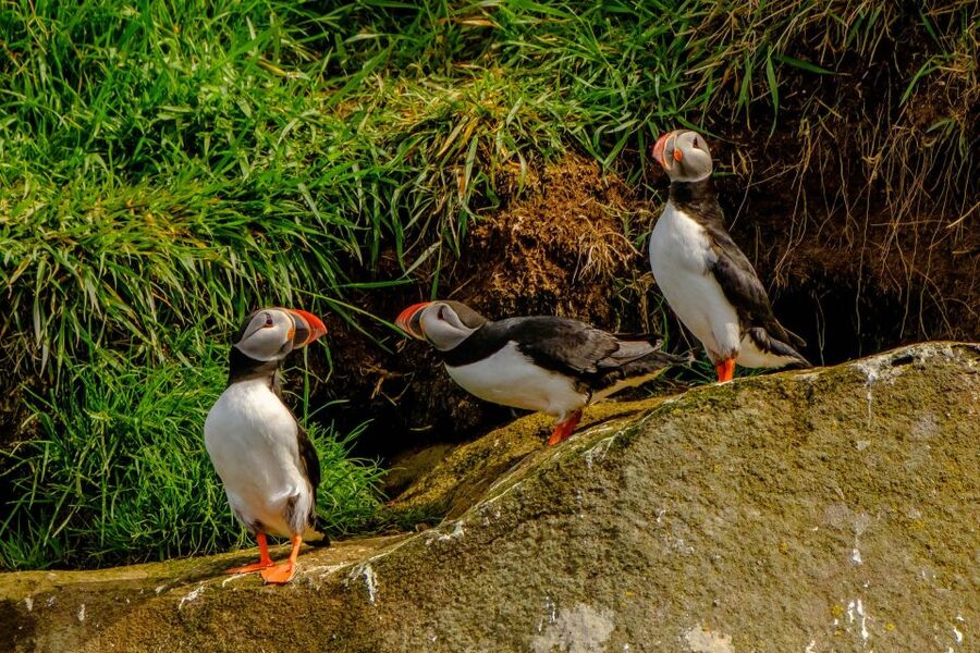 Reykjavík: RIB Speed-Boat Puffin Watching Tour - Who should choose this tour