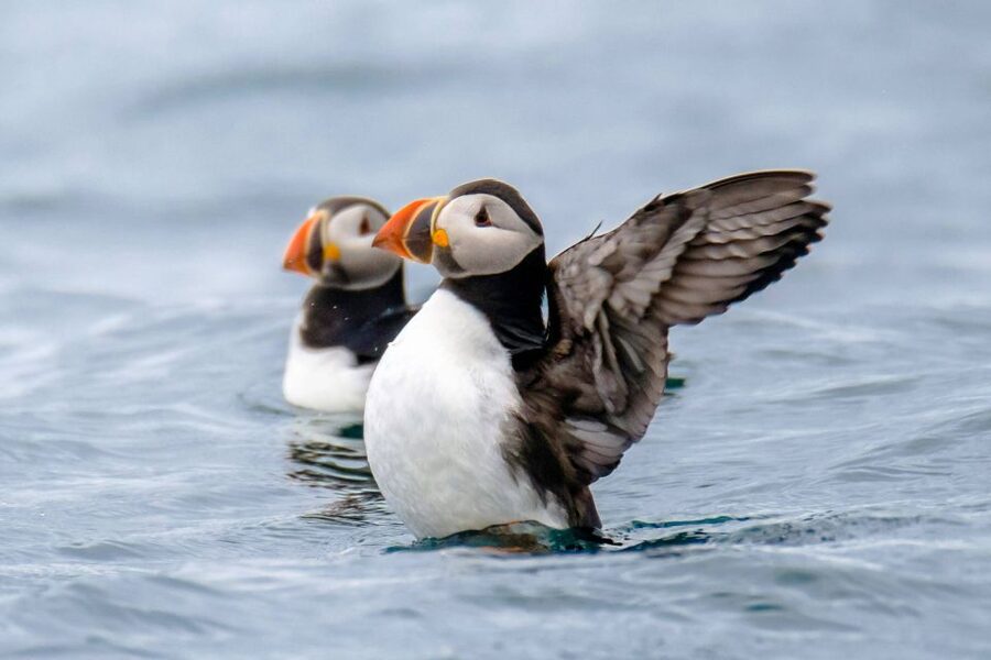 Reykjavík: RIB Speed-Boat Puffin Watching Tour - Starting at Reykjavík’s harbor