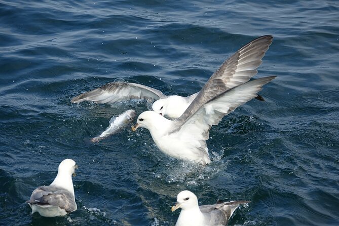 Reykjavik's Finest Catch: Guided Sea Angling Tour for All Levels - Fishing several spots around Reykjavik Bay