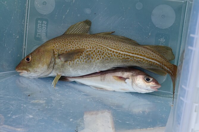 Reykjavik's Finest Catch: Guided Sea Angling Tour for All Levels - Weather, space, and the few things to watch