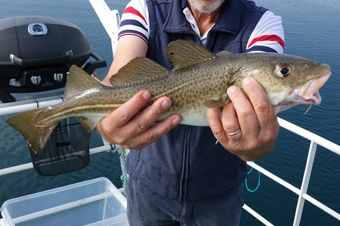 Reykjavik's Finest Catch: Guided Sea Angling Tour for All Levels - Getting started when you have never fished before