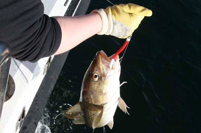 Reykjavik Sea Angling Gourmet - Leaving Hlésgata 1 for three hours on the bay
