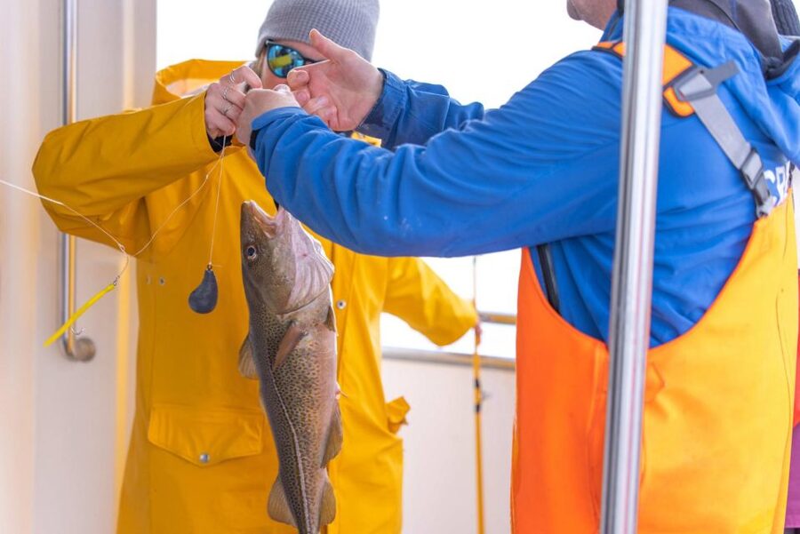 Reykjavik: Sea Fishing Boat Tour & BBQ with the Day's Catch - What you might catch in Faxaflói Bay