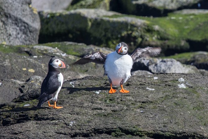Reykjavik Shore Excursion: Puffin Sightseeing Cruise - A quick boat ride with a proper wildlife payoff