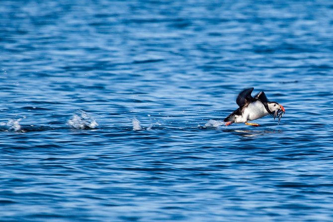 Reykjavik Shore Excursion: Puffin Sightseeing Cruise - Port pickup and the detail that matters most