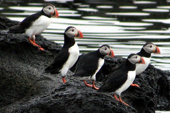 Reykjavik Shore Excursion: Puffin Sightseeing Cruise - What to bring and where to sit