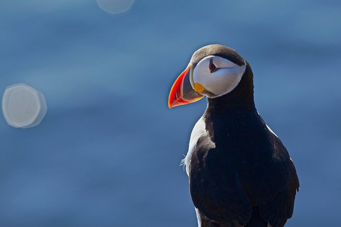 Reykjavik Shore Excursion: Puffin Sightseeing Cruise - Who will enjoy this cruise most?