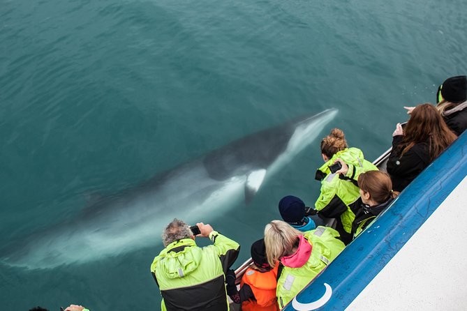 Reykjavik Shore Excursion: Whale-Watching Cruise - The first hour: getting comfortable on the boat