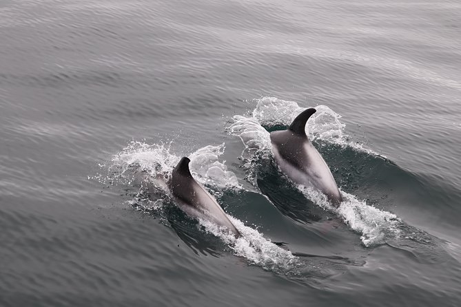 Reykjavik Shore Excursion: Whale-Watching Cruise - What happens when the whales do not appear