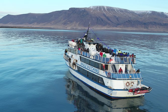 Reykjavik Shore Excursion: Whale-Watching Cruise - The guide makes the difference