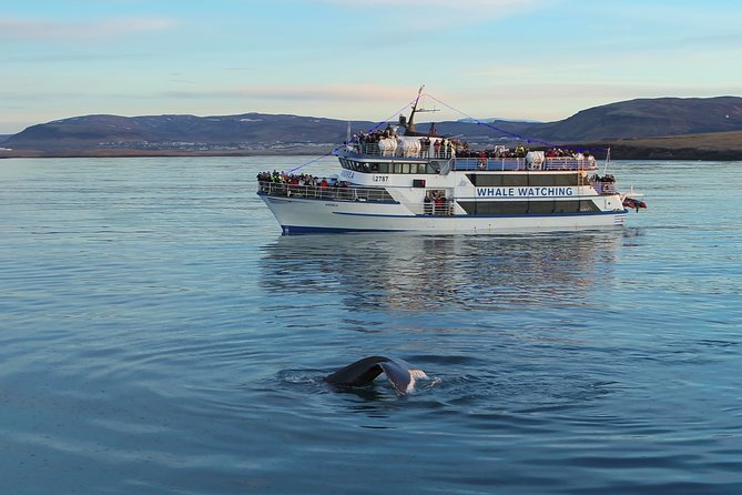 Reykjavik Shore Excursion: Whale-Watching Cruise - How the two cruise options compare