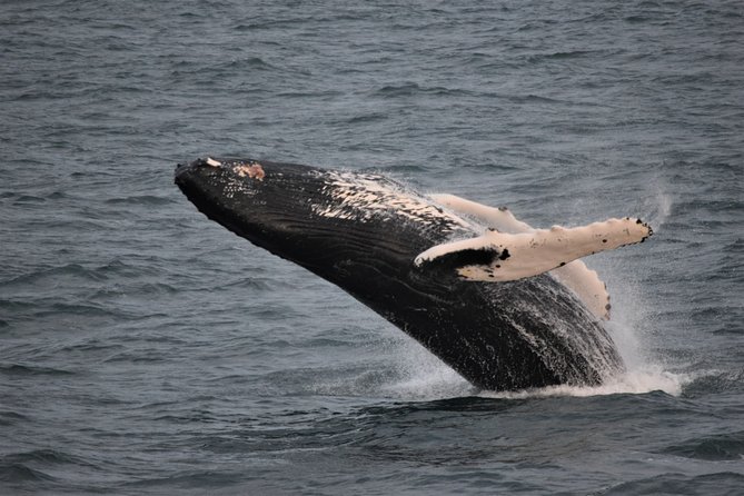 Reykjavik Shore Excursion: Whale-Watching Cruise - Finding minke whales, humpbacks, dolphins, and porpoises