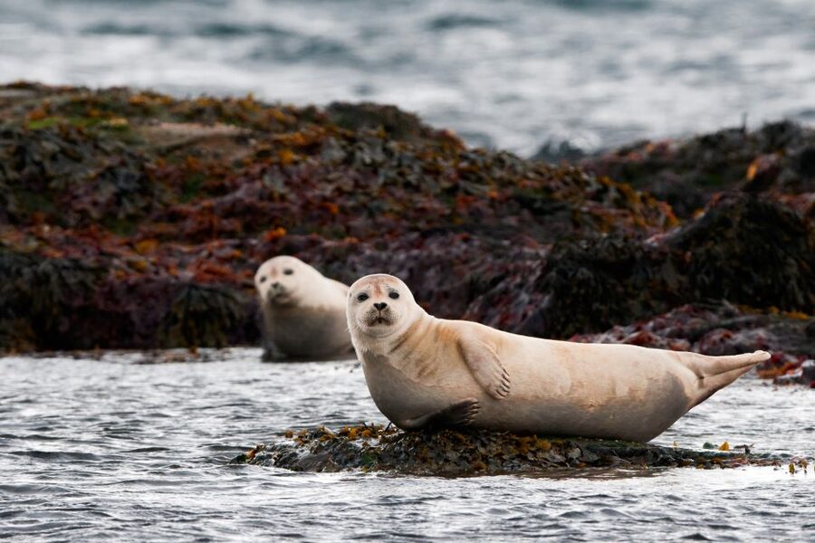 Reykjavik: Small-Group Snæfellsnes Day Trip - Ytri-Tunga and the seal beach