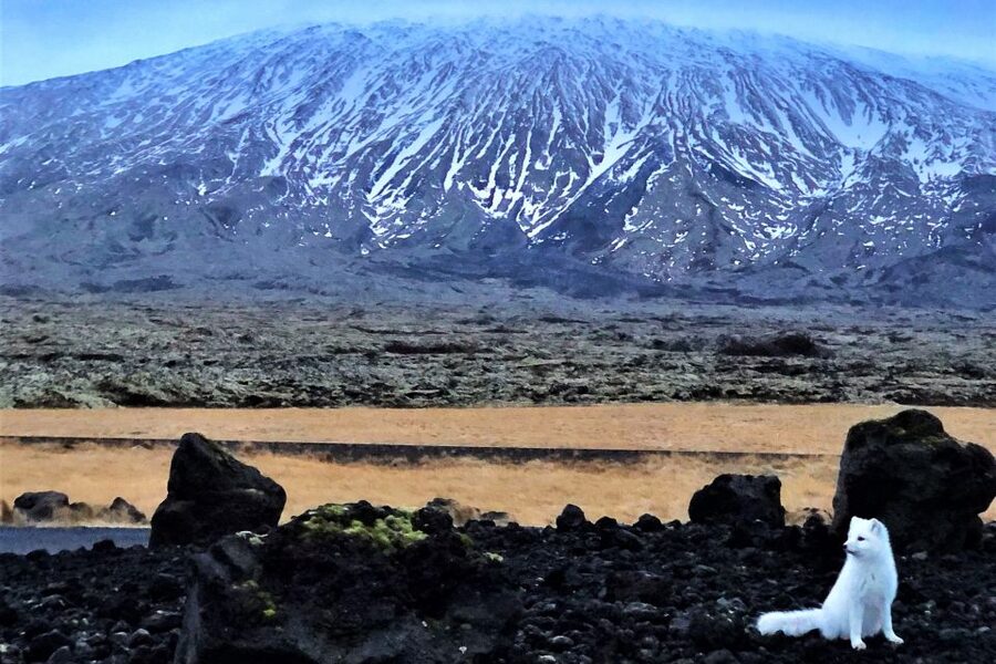 Reykjavik: Snaefellsnes & Mt. Kirkjufell Guided Minibus Tour - Arnarstapi delivers the best coastal walk