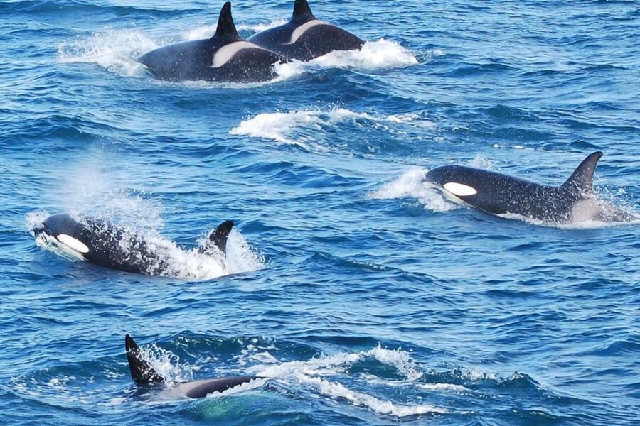 Reykjavik: the Original 3-Hour Whale Watching Tour - Why Faxaflói Bay is a good place to look for whales