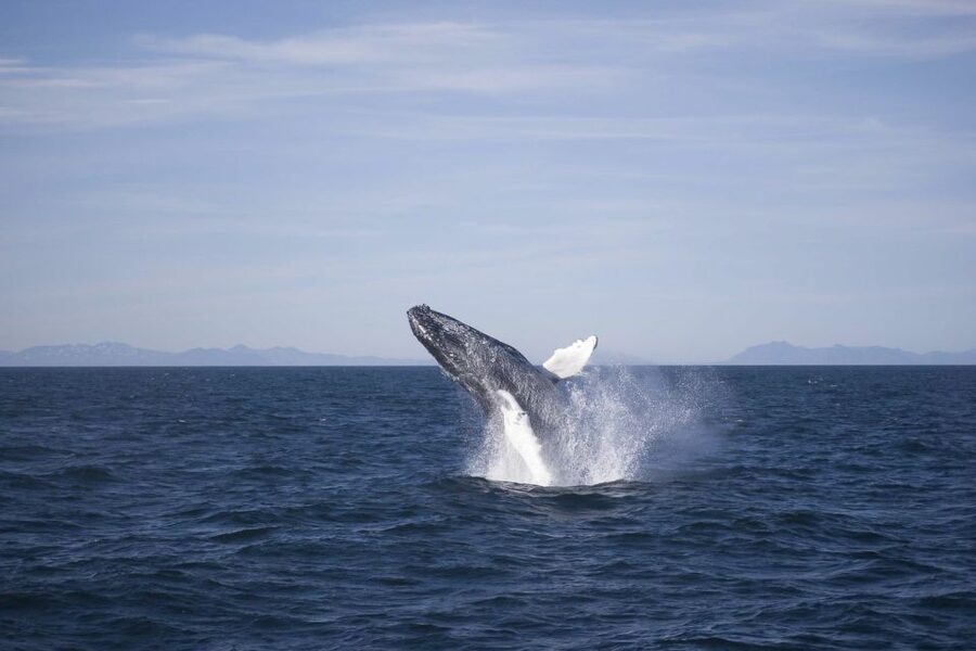 Reykjavik: the Original 3-Hour Whale Watching Tour - What the three-hour cruise is like