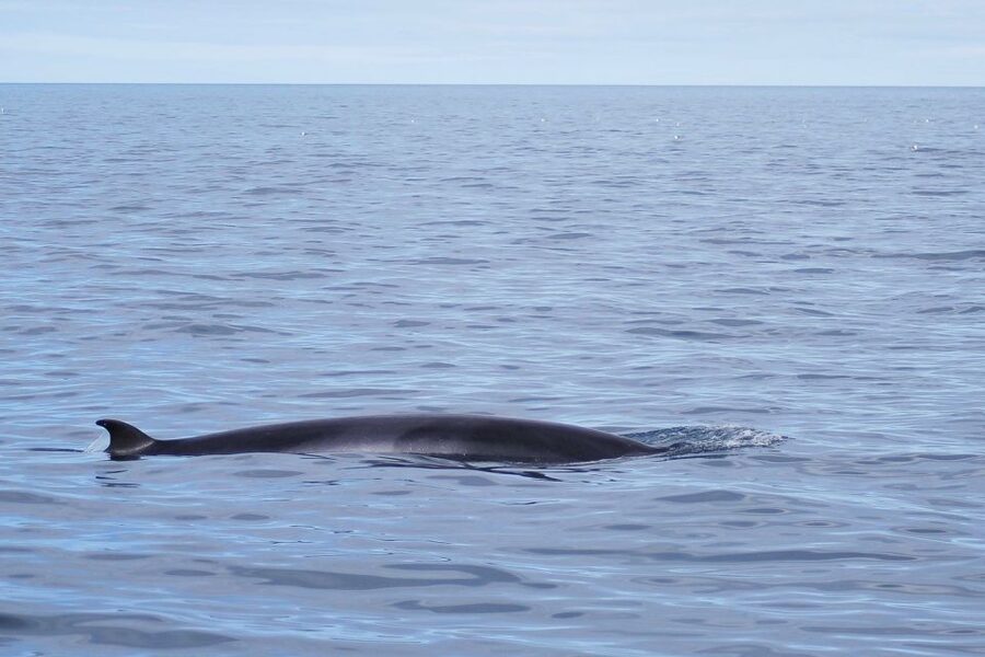 Reykjavik: the Original 3-Hour Whale Watching Tour - The guides make the difference