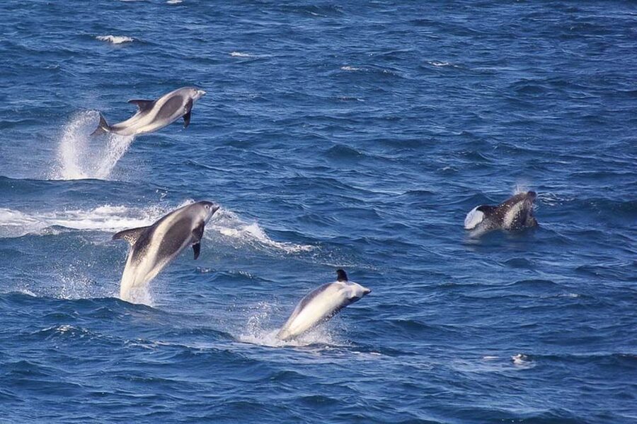 Reykjavik: the Original 3-Hour Whale Watching Tour - What you might see in different seasons