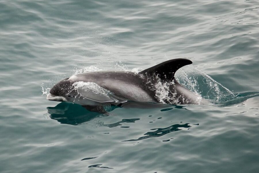 Reykjavik: the Original 3-Hour Whale Watching Tour - Warm clothing, hot chocolate, and small comforts