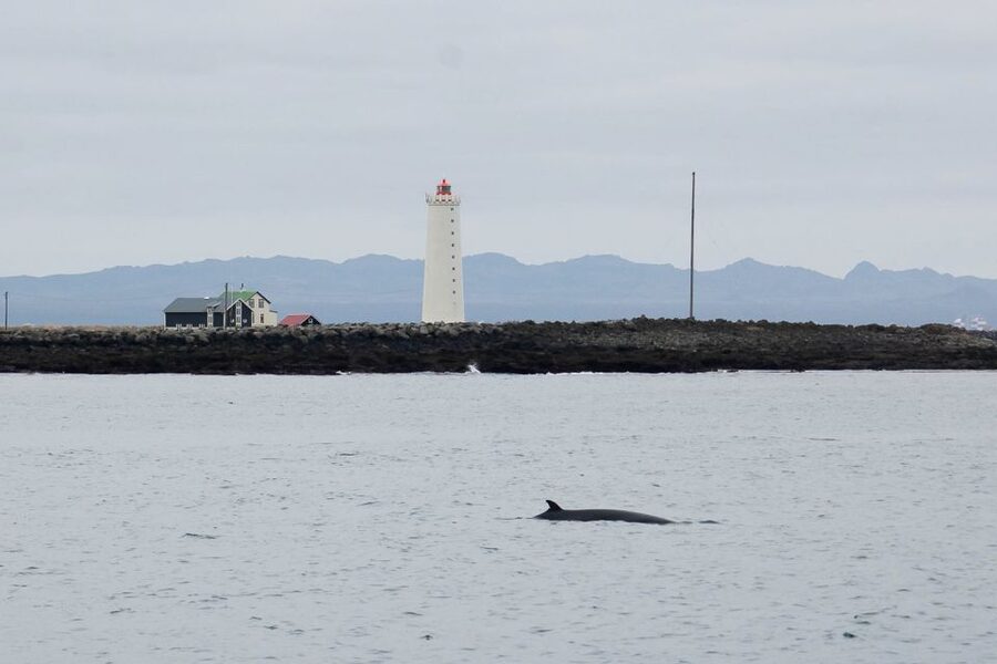 Reykjavik: the Original 3-Hour Whale Watching Tour - Responsible whale watching and conservation