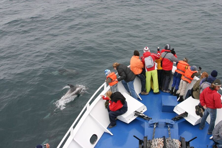 Reykjavik: the Original 3-Hour Whale Watching Tour - From the red ticket office to the boat