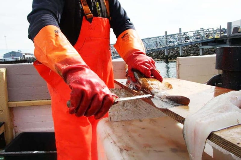 Reykjavik: Traditional Sea Fishing with BBQ Feast - A practical introduction for complete beginners