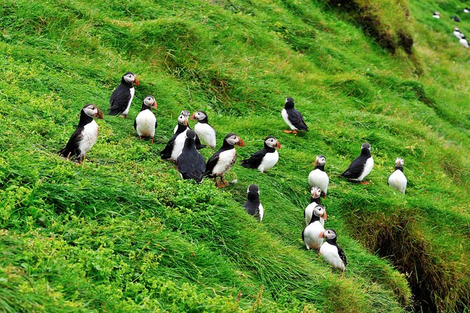 Reykjavik - Westman Islands (Bus transfer to Landeyjahöfn) - What the $60 price really covers