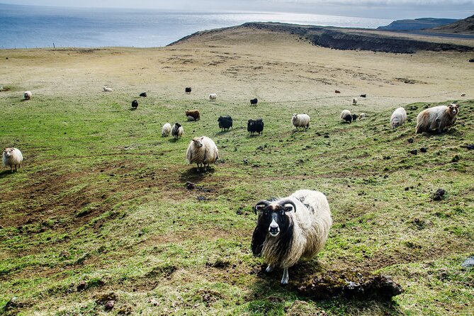 Reykjavik - Westman Islands (Bus transfer to Landeyjahöfn) - Timing, weather, and cancellation rules