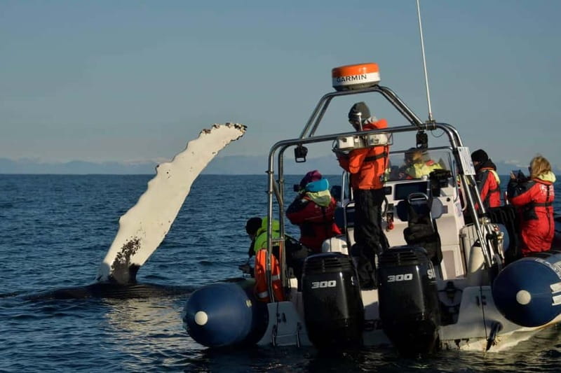 Reykjavik: Whale and Puffin Watching RIB Boat Tour - Why the guide makes a real difference