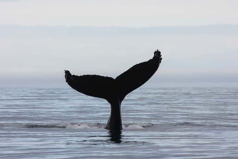 Reykjavik: Whale and Puffin Watching RIB Boat Tour - Price, timing, and who gets good value