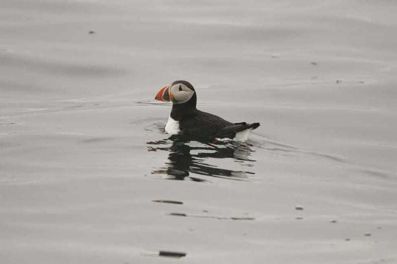 Reykjavik: Whale and Puffin Watching RIB Boat Tour - Who should choose this RIB tour?
