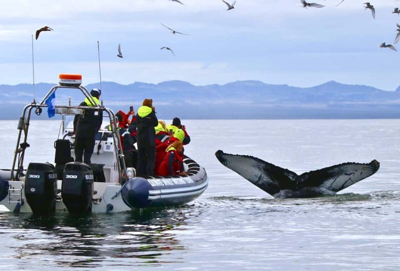 Reykjavik: Whale and Puffin Watching RIB Boat Tour - The RIB ride is part of the attraction