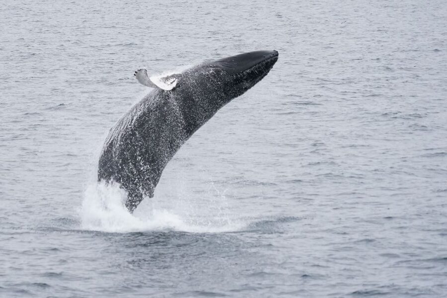 Reykjavik: Whale & Marine Adventure Tour - The real value of $104