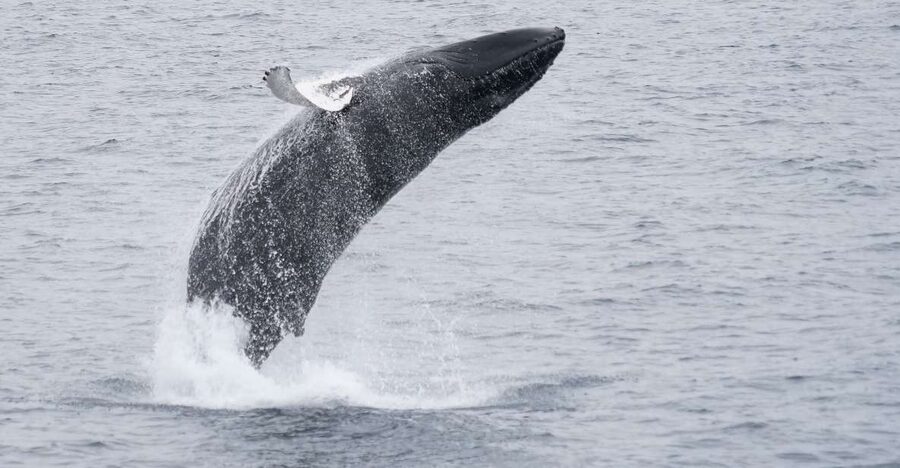 Reykjavik: Whale & Marine Adventure Tour - Small details that make the outing easier