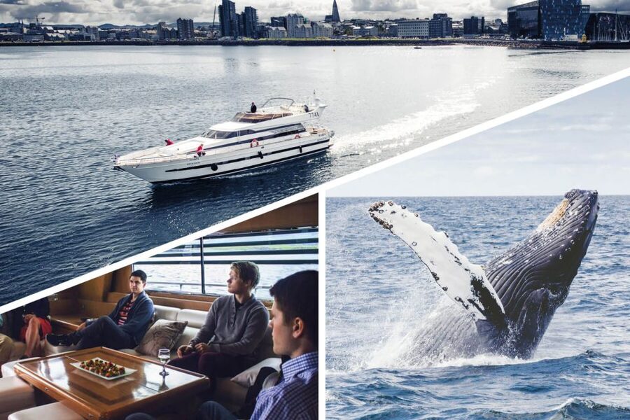 Reykjavik: Whale Watching and Dolphin Watching Yacht Cruise - My advice before you book