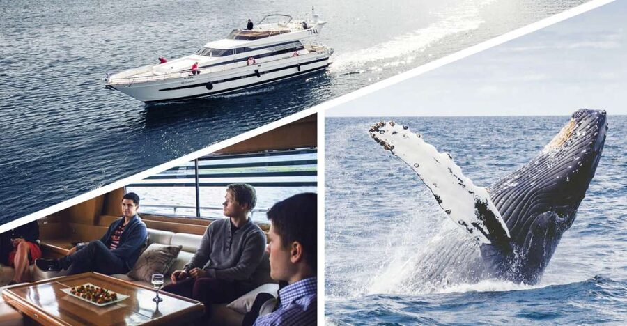 Reykjavik: Whale Watching and Dolphin Watching Yacht Cruise - Leaving Reykjavik’s Old Harbor