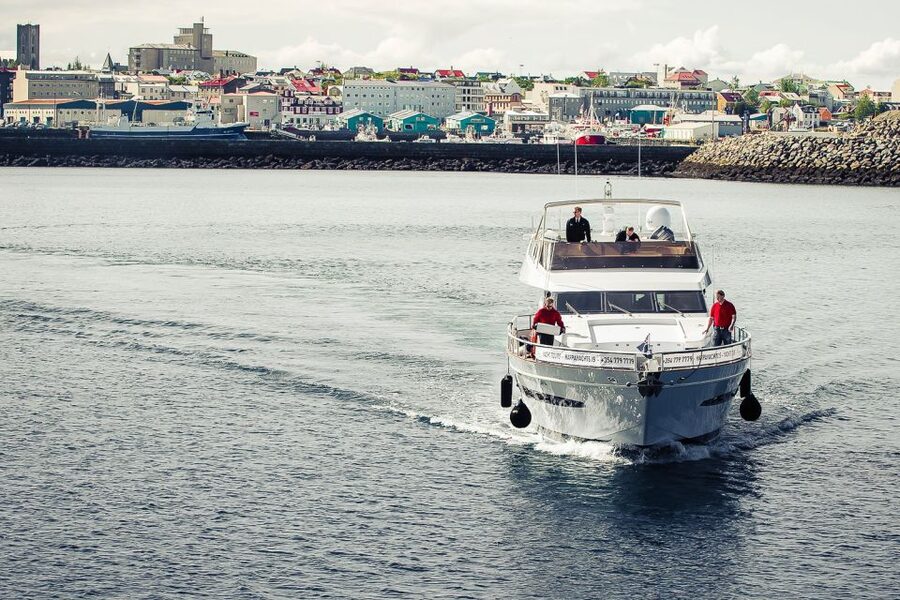 Reykjavik: Whale Watching and Dolphin Watching Yacht Cruise - Dolphins, seals, and the smaller signs of life