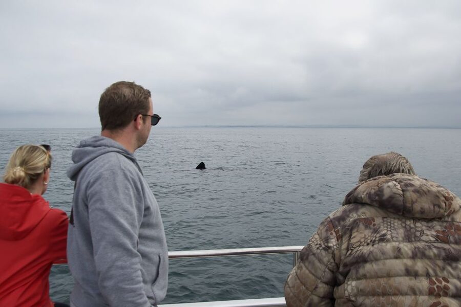 Reykjavik: Whale Watching and Dolphin Watching Yacht Cruise - What the guides add to the three hours