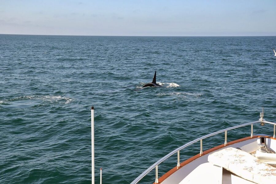 Reykjavik: Whale Watching and Dolphin Watching Yacht Cruise - Coastline views beyond the wildlife