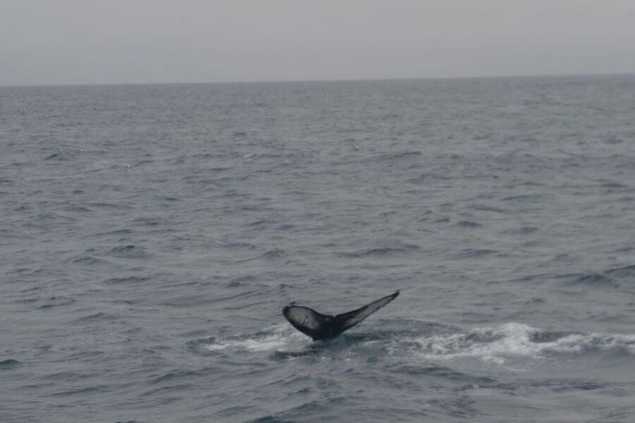 Reykjavik: Whale Watching and Dolphin Watching Yacht Cruise - Scanning Faxafloi Bay for whales