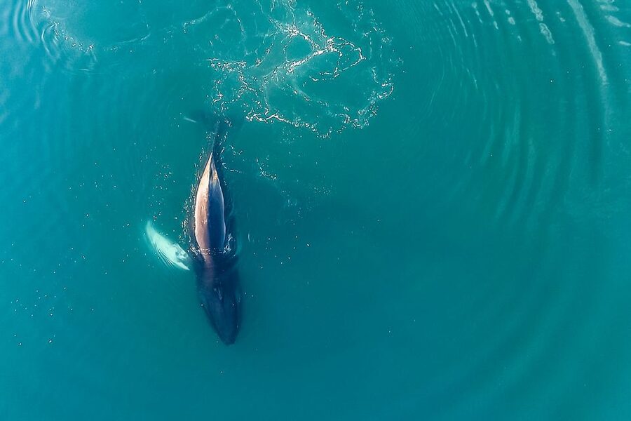 Reykjavík: Whale Watching and Marine Life Cruise - Booking advice and the final call