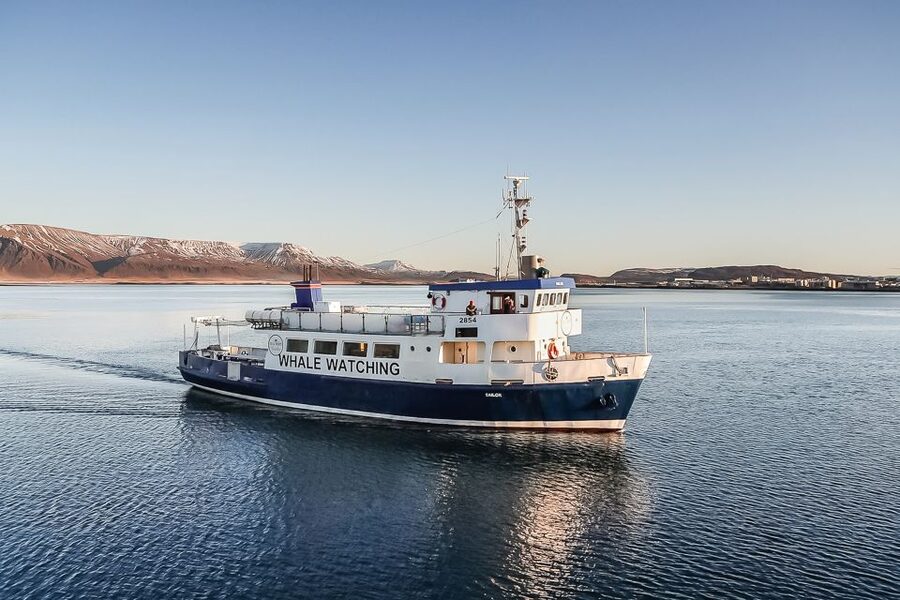 Reykjavík: Whale Watching and Marine Life Cruise - Watching humpbacks at a respectful distance
