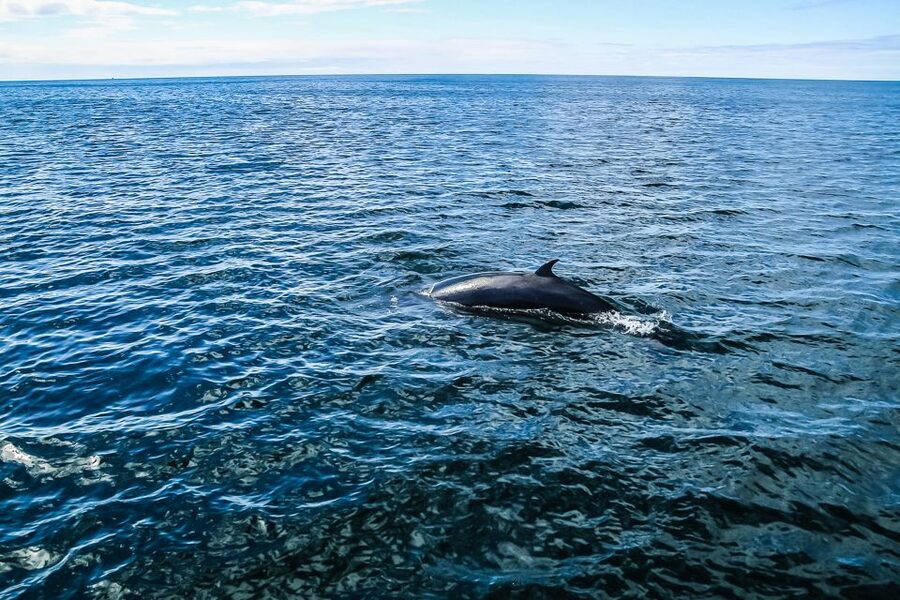 Reykjavík: Whale Watching and Marine Life Cruise - Winter whale watching requires serious clothing