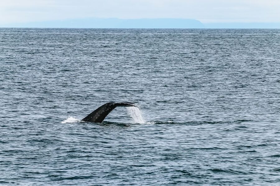 Reykjavík: Whale Watching and Marine Life Cruise - Who will get the most from this cruise